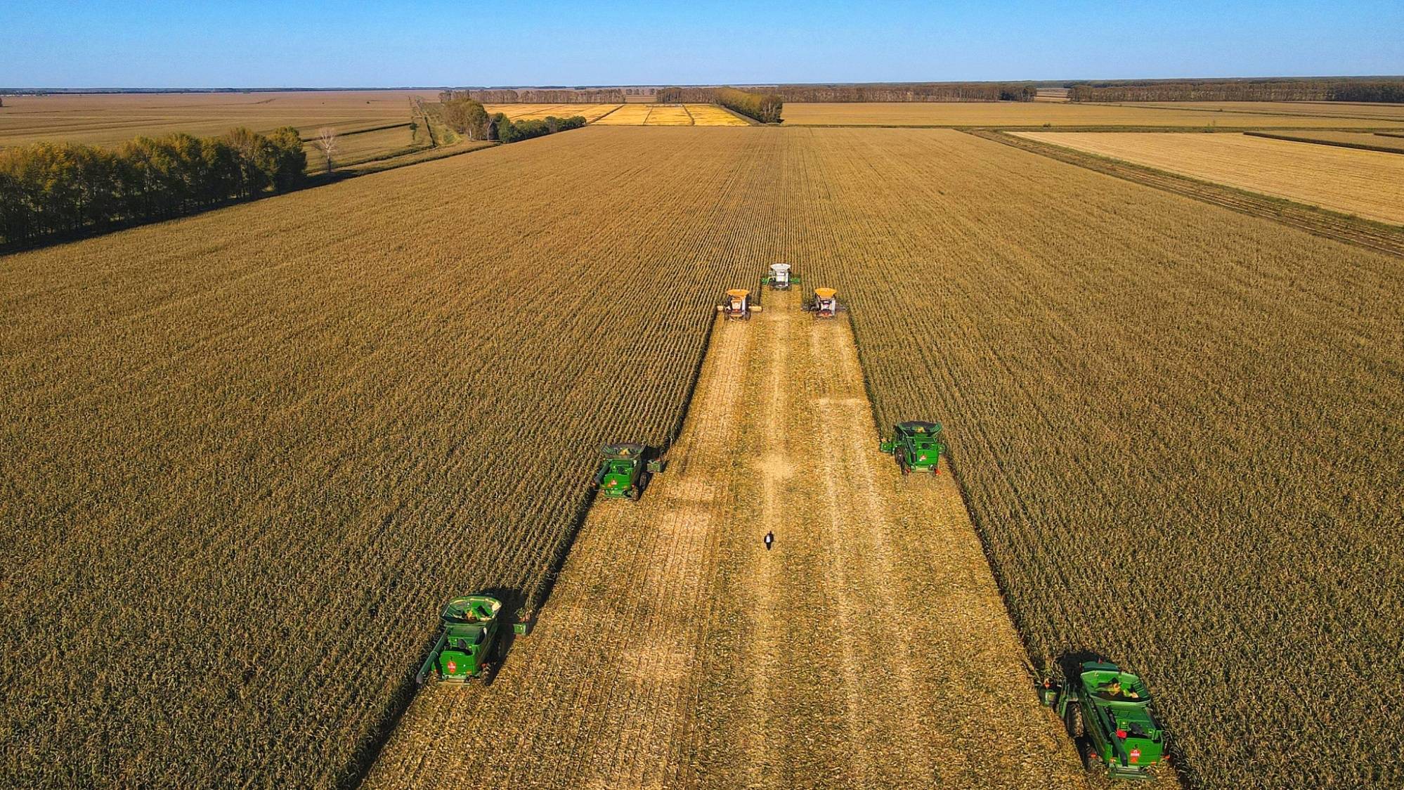北大荒集团五九七农场开展劳动竞赛 让"丰收再望"变成"颗粒归仓"_收获