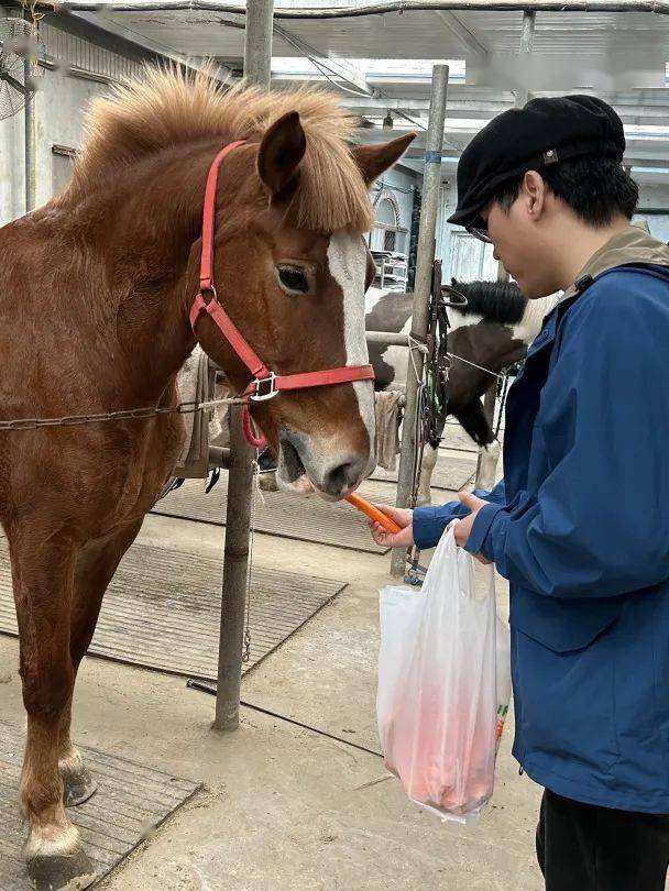 社团招新丨清华大学学生马术协会秋季招新_活动_运动_教练
