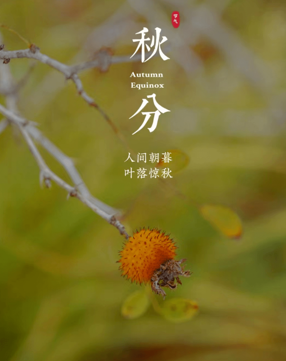 9月23日秋分文案，温柔又浪漫