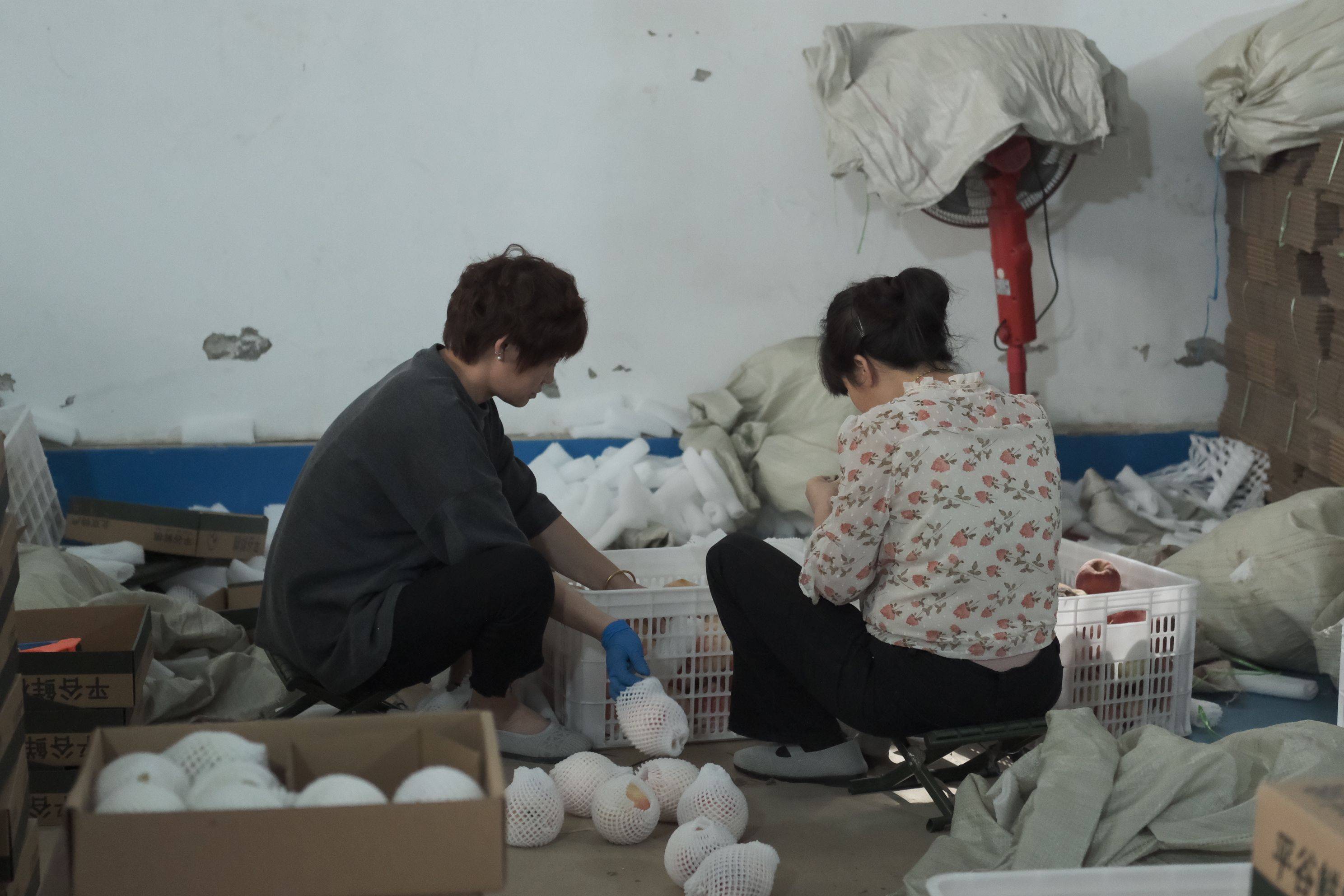 "京·彩"新农人丨杨新文:从大学生村官到创业卖桃_大桃_销售_桃子