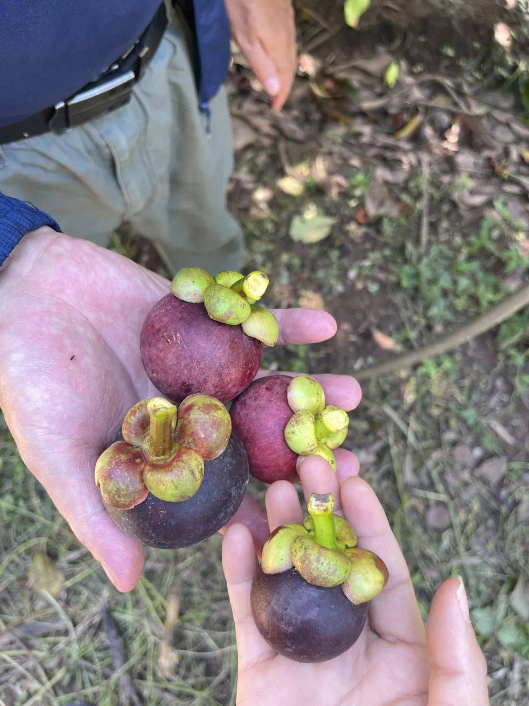 即将成熟的山竹树上还零星有着或绿或青中带紫树高约7,8米两棵山竹树