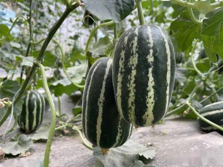 农村和谐稳定,农民幸福安康,章丘大葱,龙山小米,高官甜瓜等八大名品形