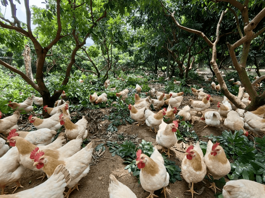 让杏花鸡成为富农"金凤凰"!封开县杏花镇这样"出招"!