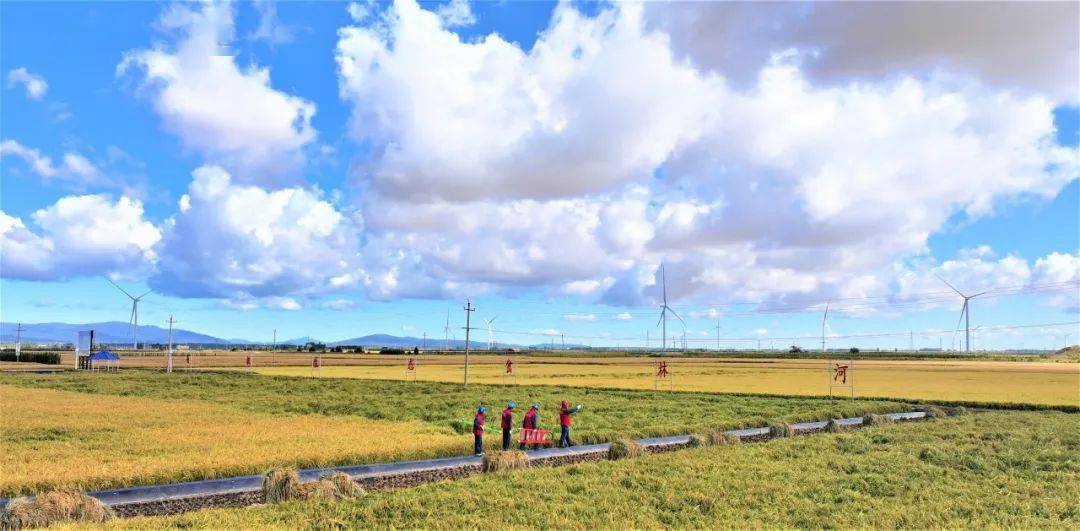 岔林河农场落实"藏粮于地,藏粮于技"的战略,引进优质的五常"稻花香2号