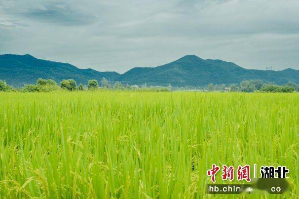 "湖北京山稻作文化系统"入选第七批中国重要农业文化遗产名单_产业