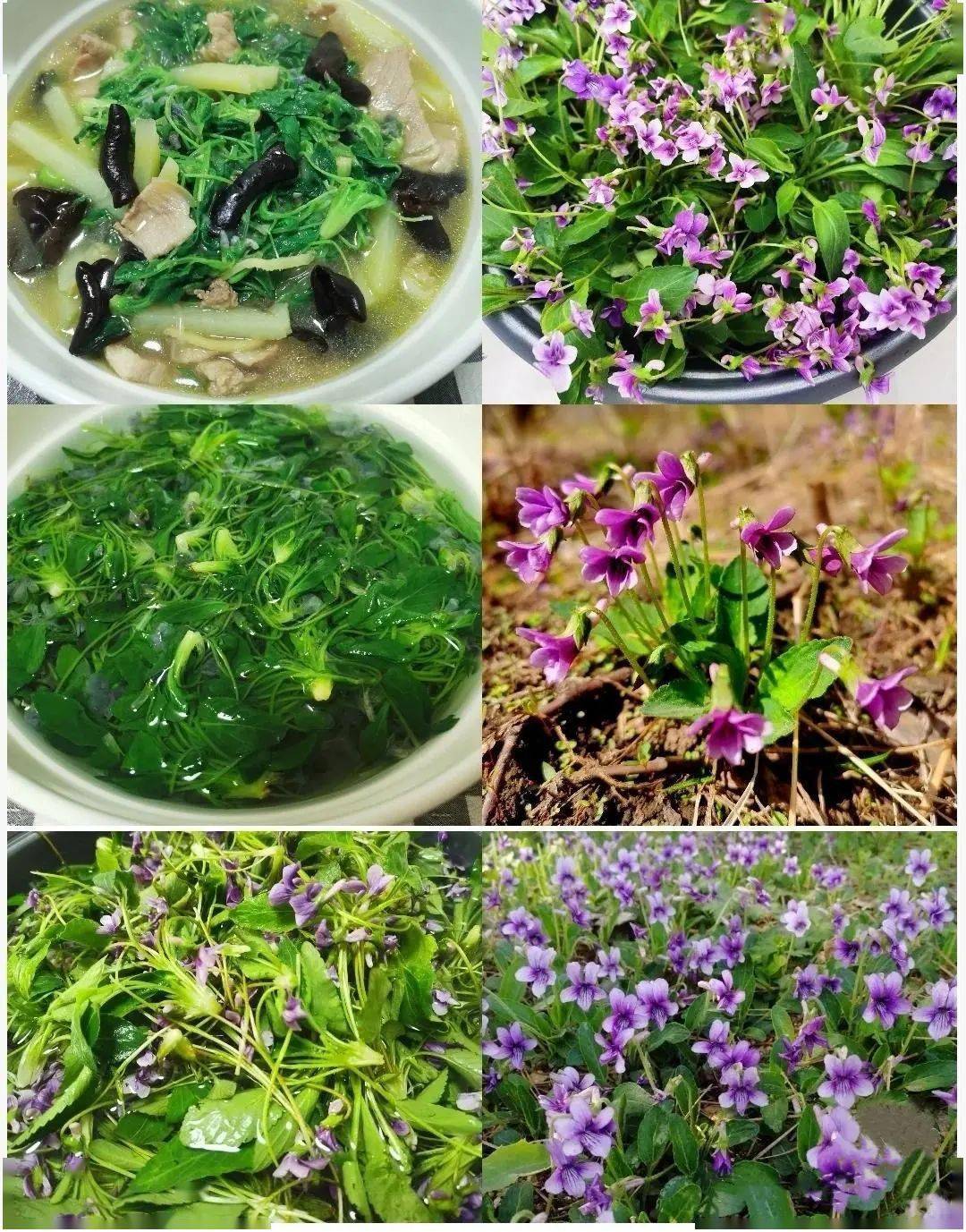 紫花地丁怎么吃图片