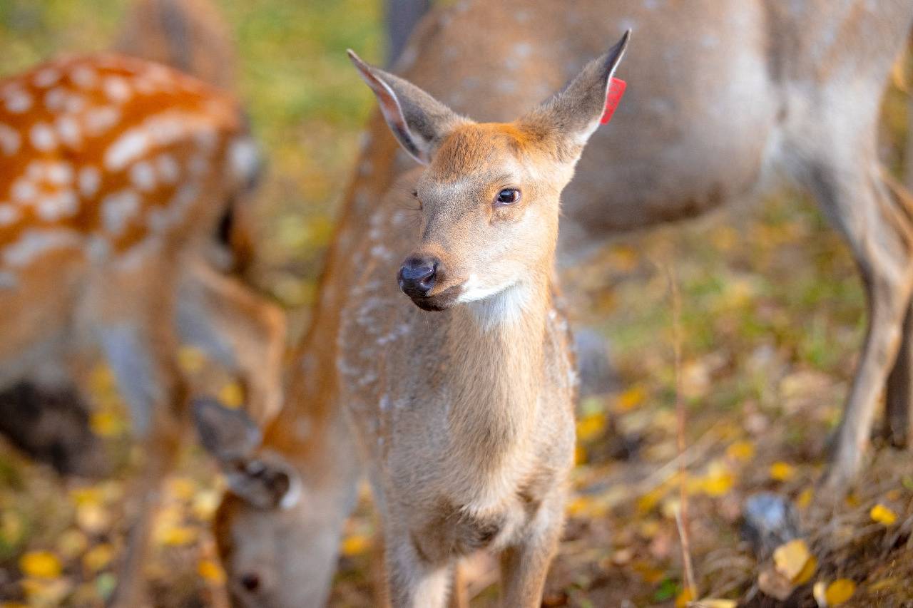角像鹿,又与其它鹿略有不同,蹄子宽大像牛,尾细长像驴,因此又名四不像