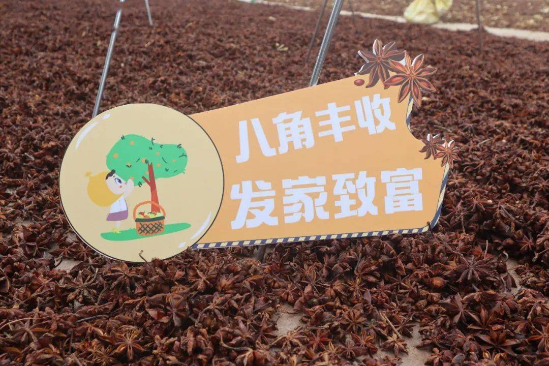 助八角种植户再扬帆_楚全叔_容县_石头镇