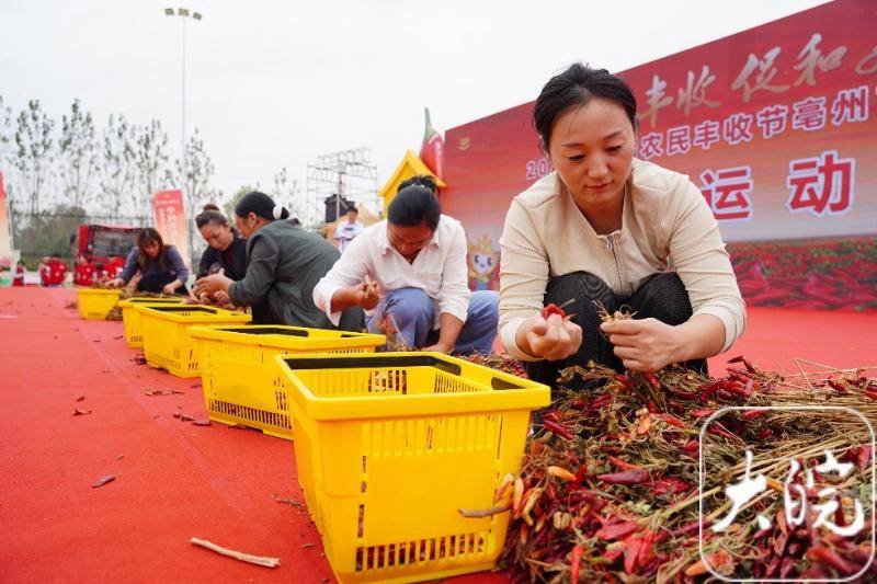 来百度app畅享高清图片参赛选手在比赛采摘辣椒谯城区委副书记,区长宋