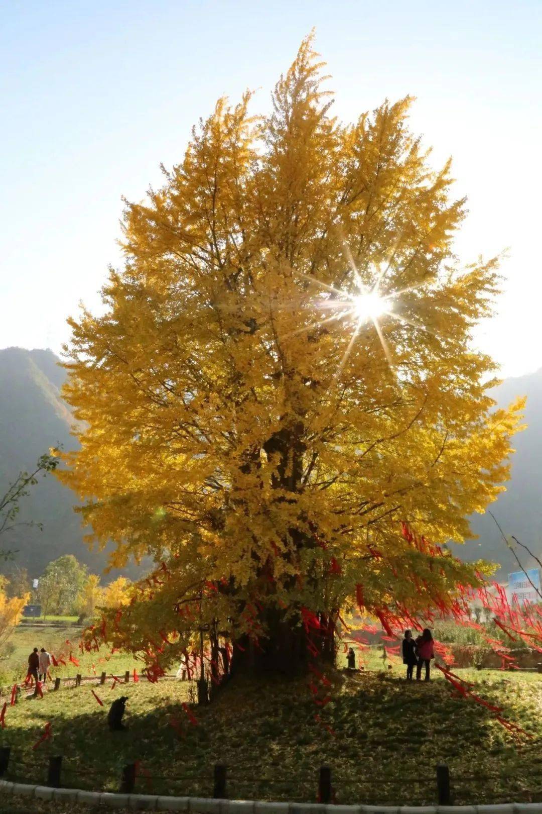 留坝千年古银杏树入选中国最美古树名单
