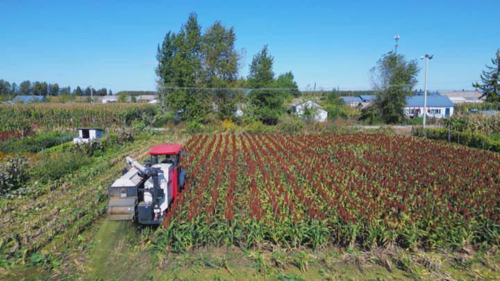 ",大力发展庭院经济,同江市向阳镇同兴村村民在自家菜园里种植红高粱