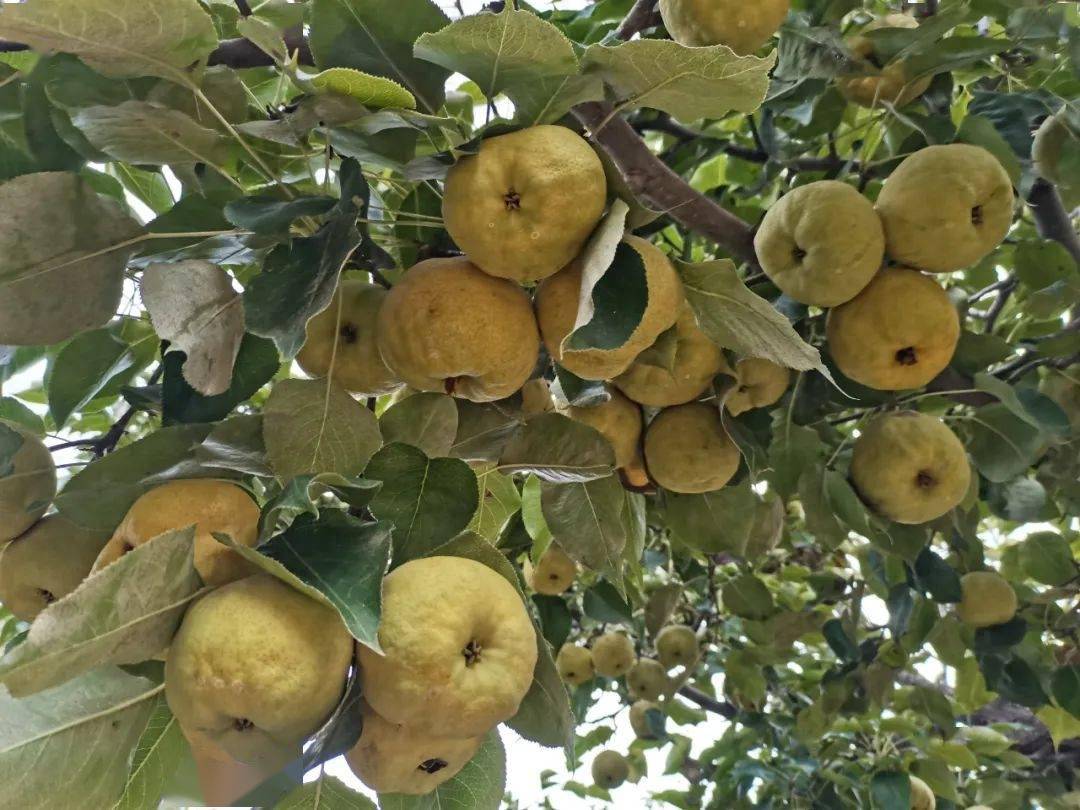 金秋九月,瓜果飘香.眼下,靖远大庙香水梨已经进入成熟采摘期.