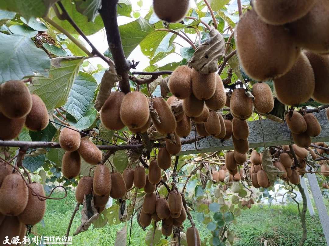 桐梓县九坝镇:猕猴桃喜获丰收_果园_种植_收入