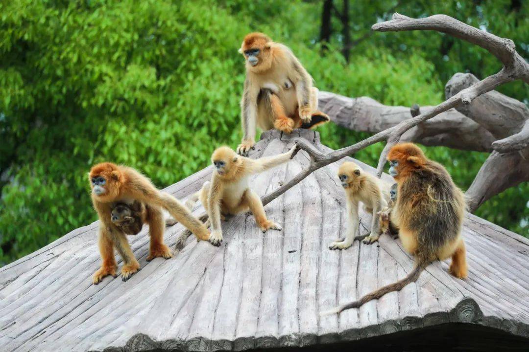吃月饼喽~团圆饭也安排上!_动物_家族_国庆