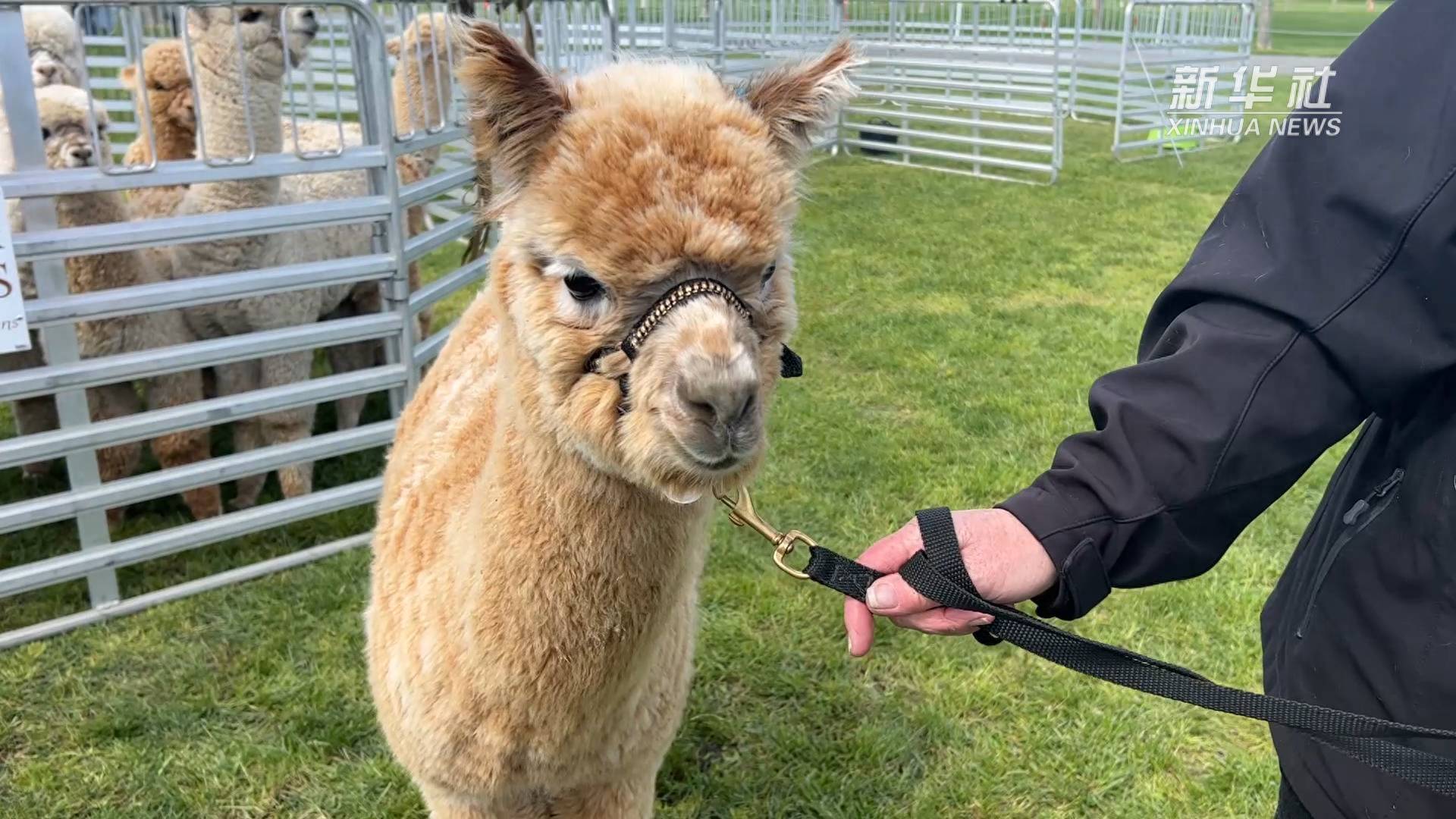 新西兰举行全国羊驼展_卢怀谦_瓦尔特_报道员