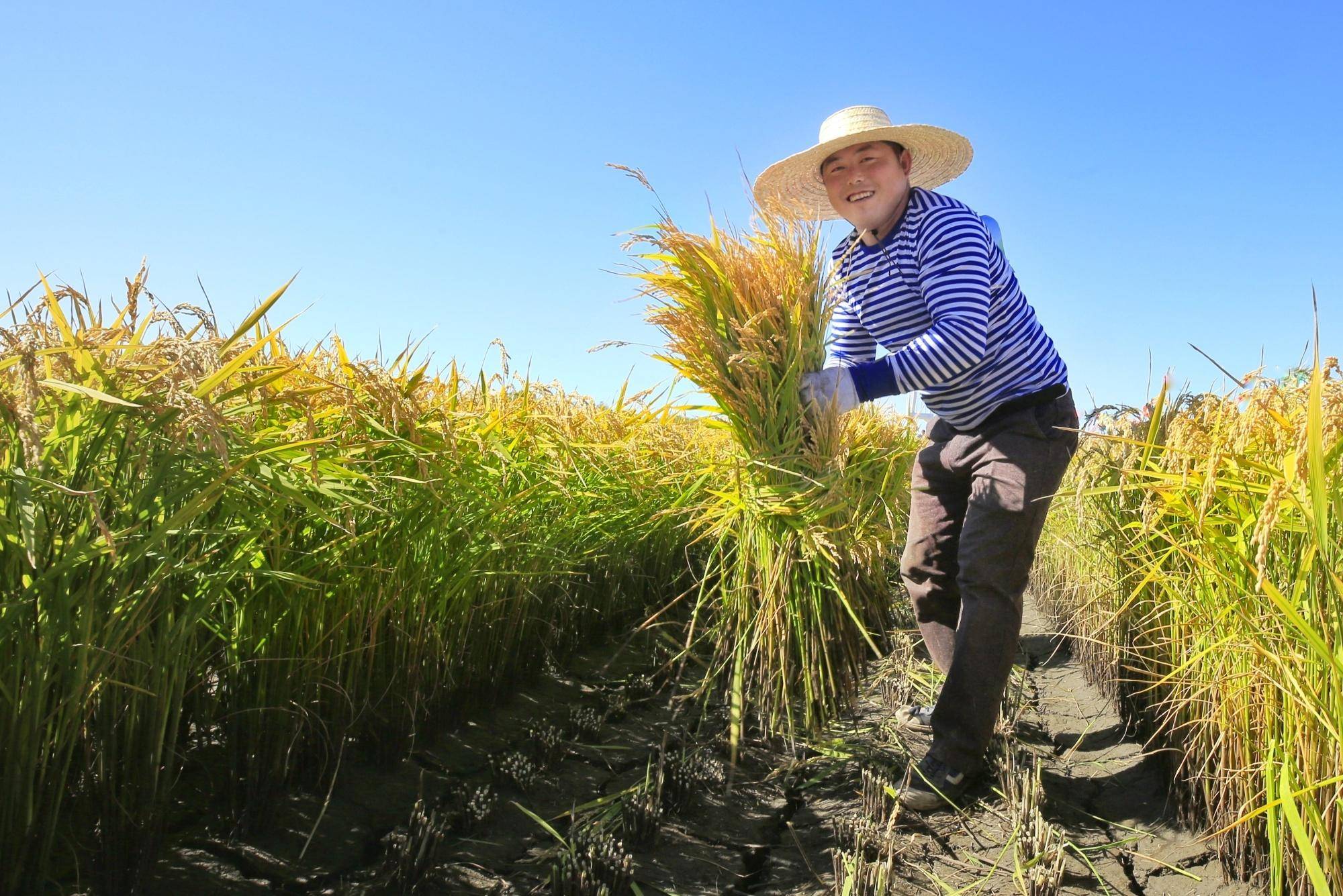 粮仓好"丰"景|丰收喜悦映笑脸_收获_水稻_刘江