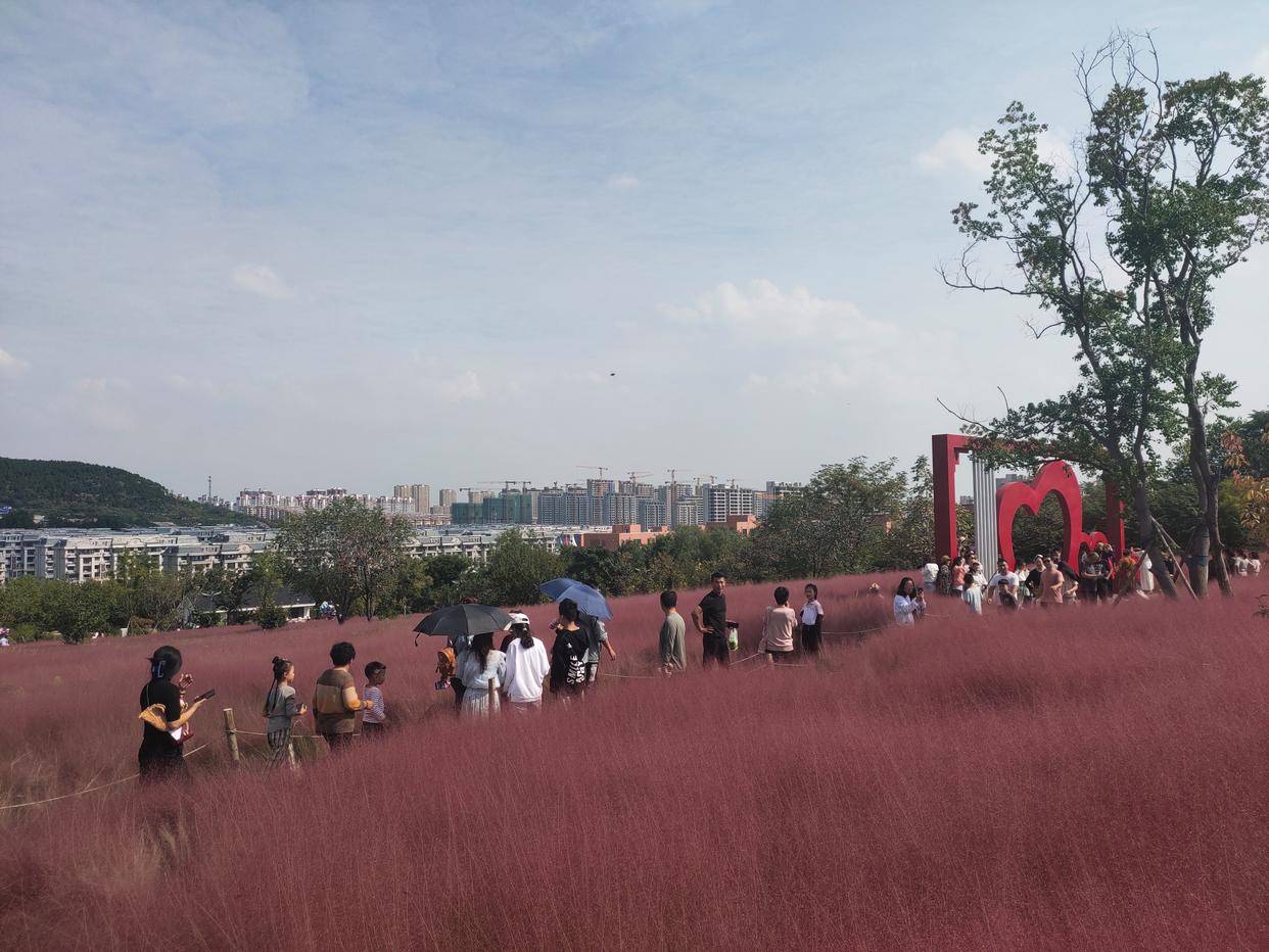 国庆见闻:粉黛乱子草让枣庄龟山公园成了打卡地_市民_薛城区_游人如织
