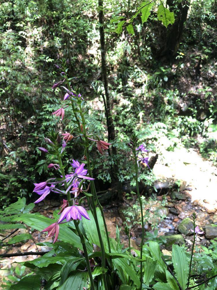 韶关翁源发现野生长距虾脊兰_青云山_自然保护区_兰花