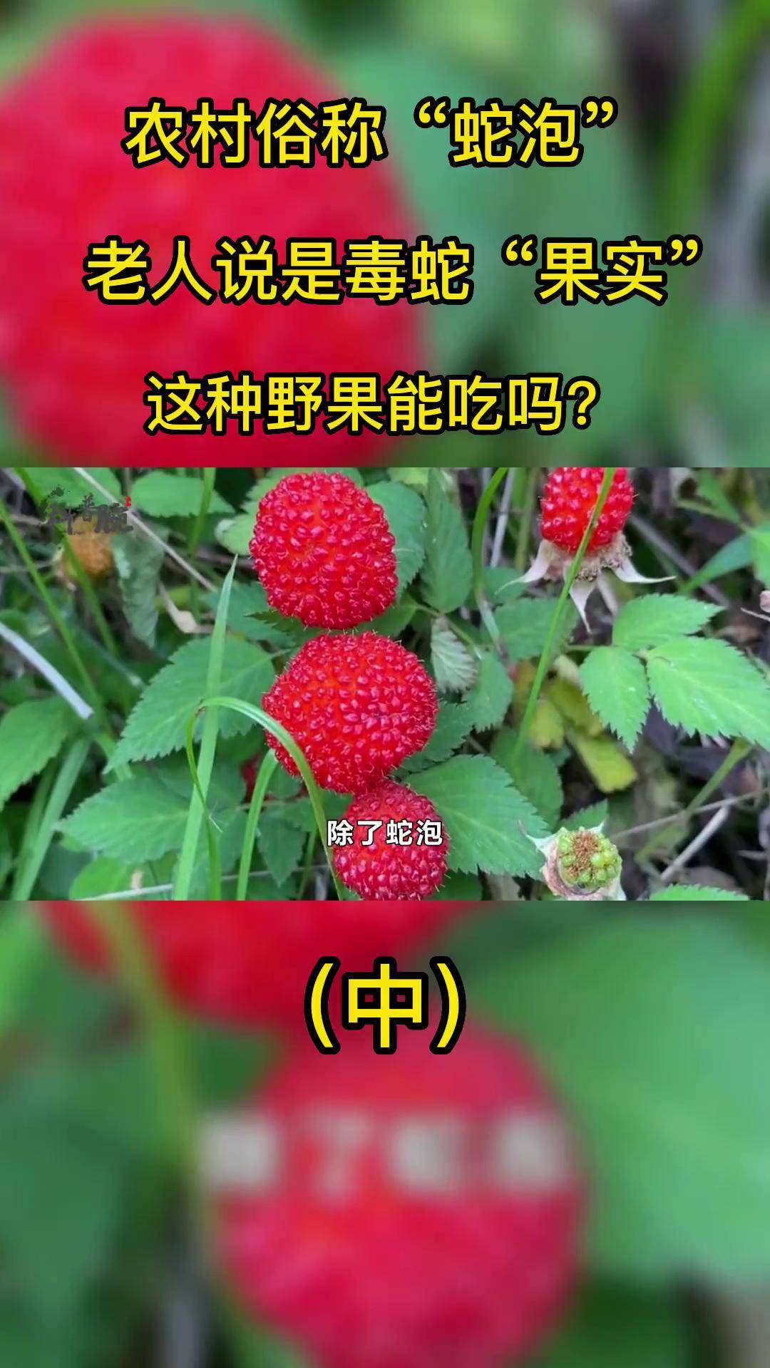 蛇泡 蛇莓 科普 知识分享