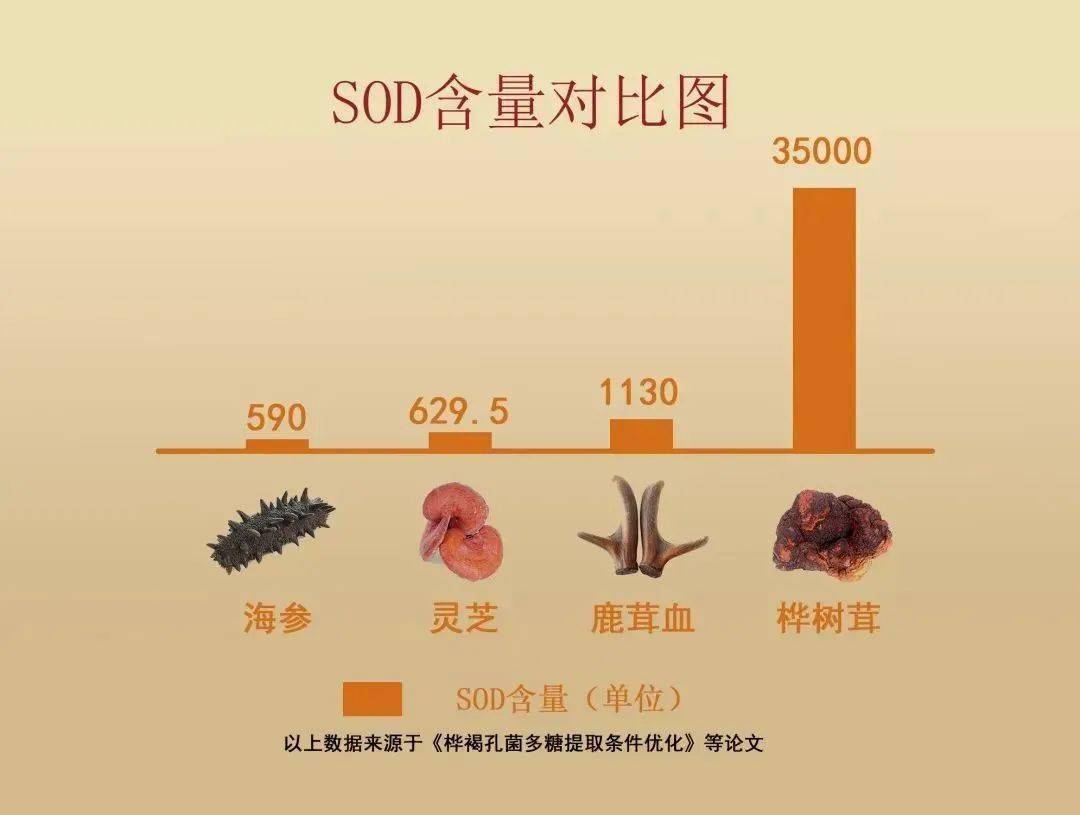 桦树马蹄灵芝功效图片