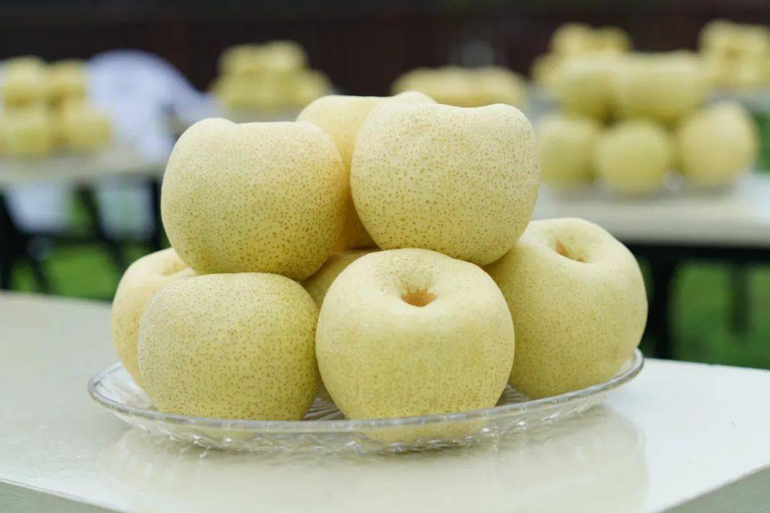 一梨,"圈"世界_酥梨_砀山_种植