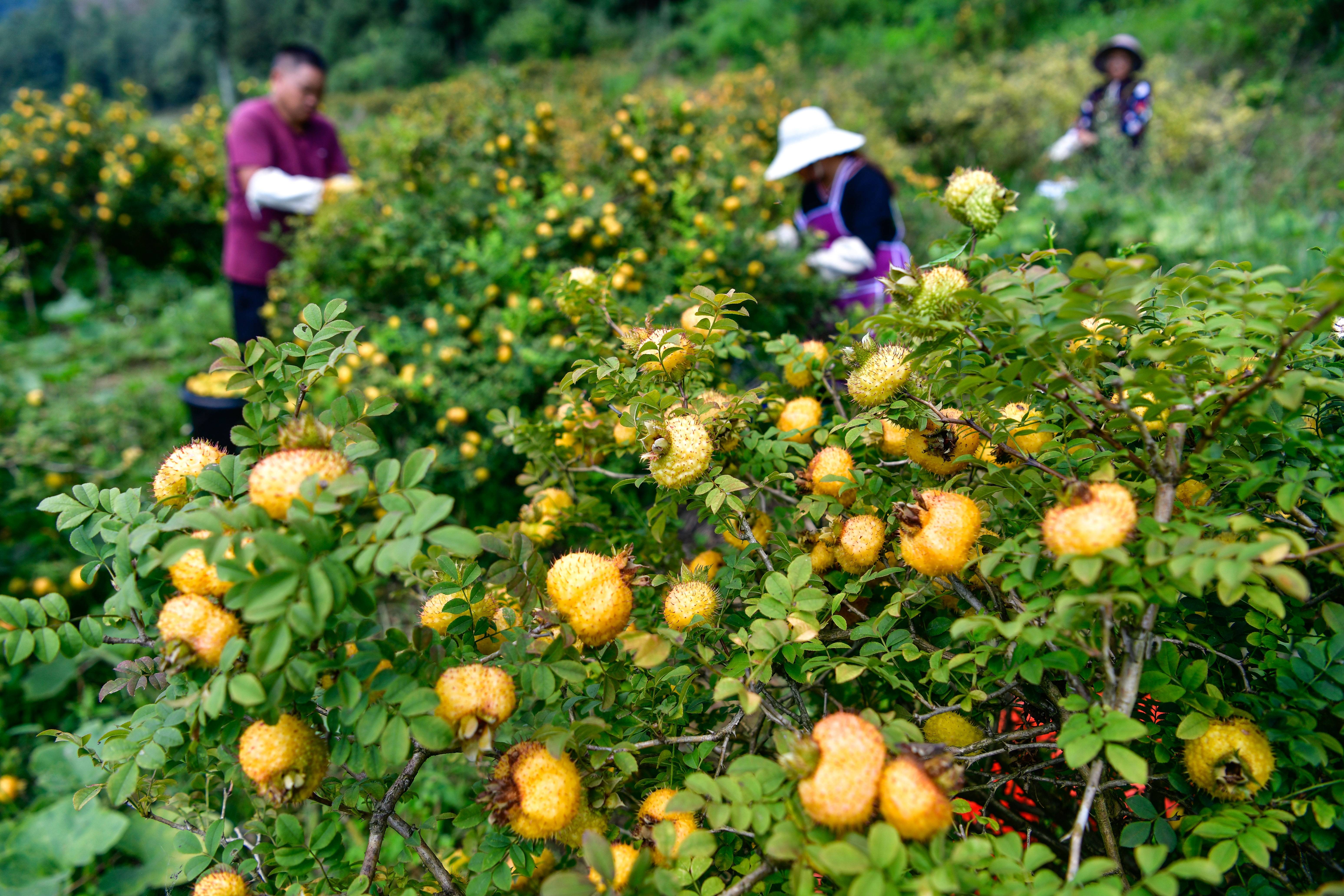 贵州对话墨西哥城:两种刺梨,共品丰收甜蜜