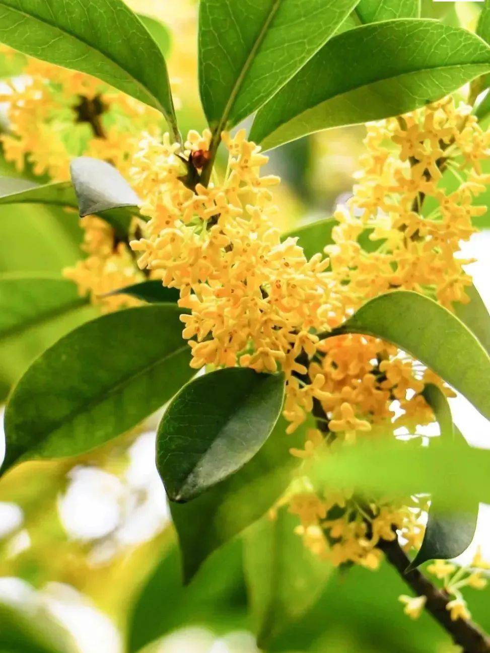 这泼天的"馥桂"到我们学校啦!_桂花_香气_校园