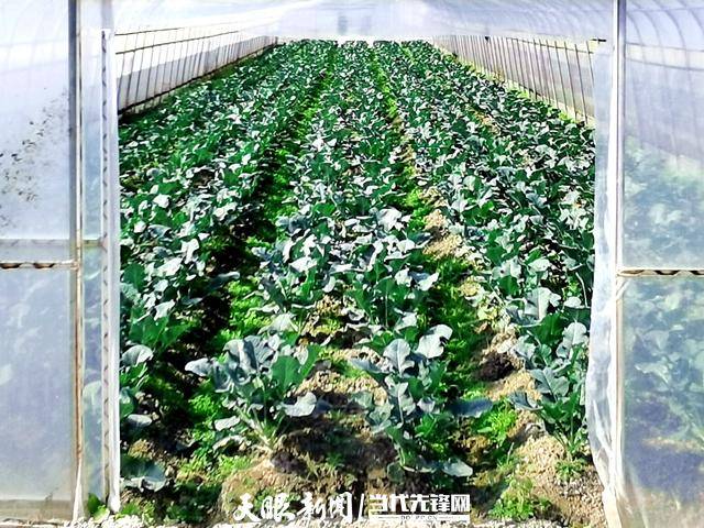 致富种植公司董事长_致富种植什么比较赚大钱_种植致富经