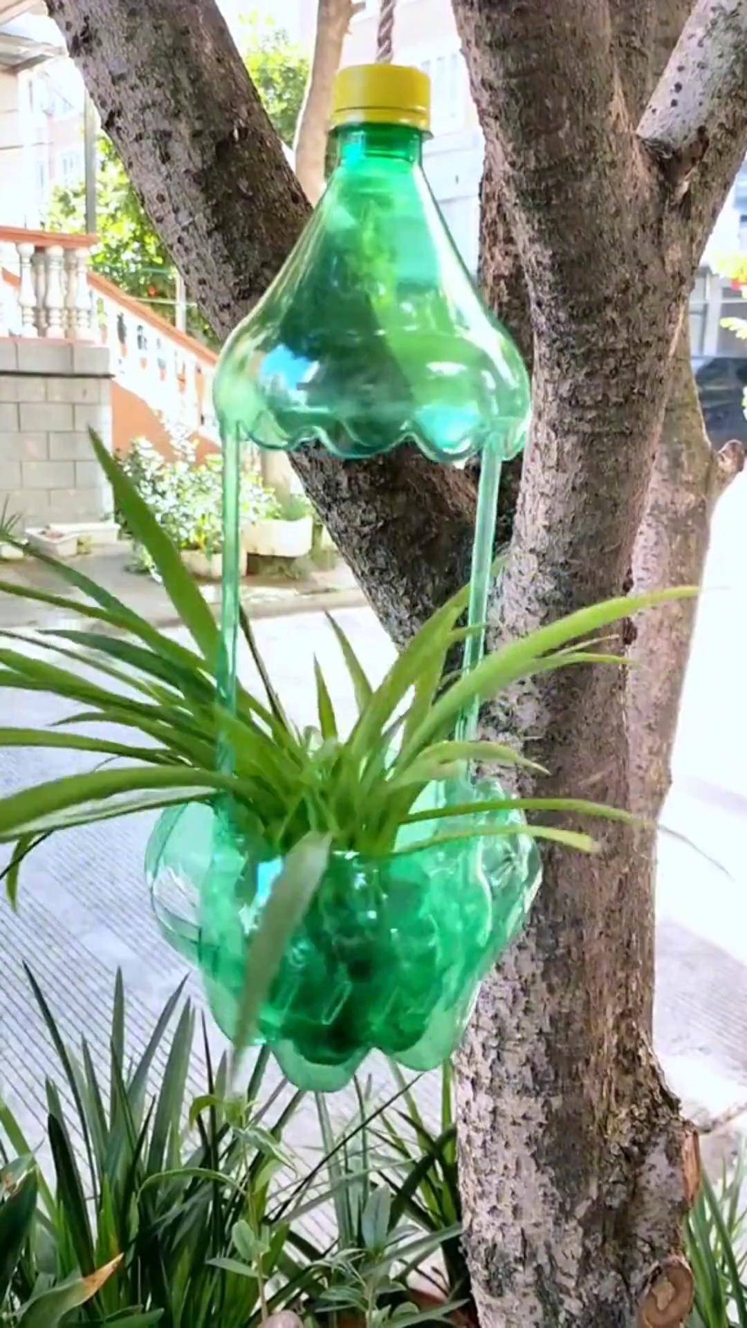 雪碧瓶子不要扔,做个吊兰小花盆美美哒!