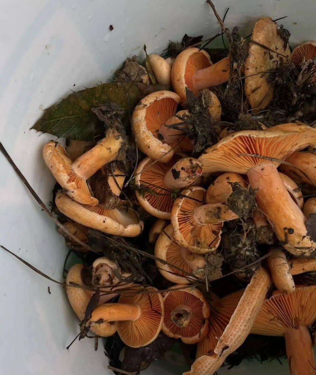 湘西_姐姐_李文胜