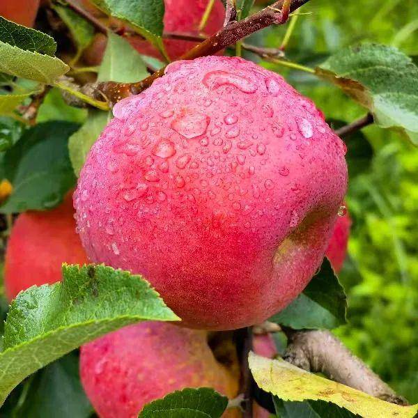 糖心!威宁苹果首批新鲜上市,就是这么好吃!_杨华_果香_贵州