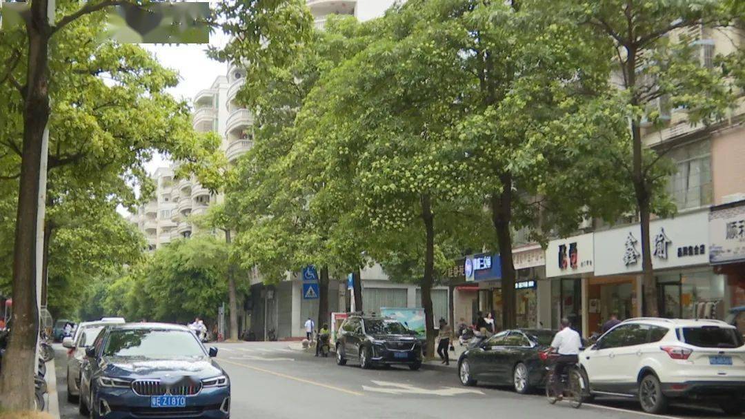 盆架子树开花气味浓,不少市民直呼"太上头了"!_绿化_研究_曾凡