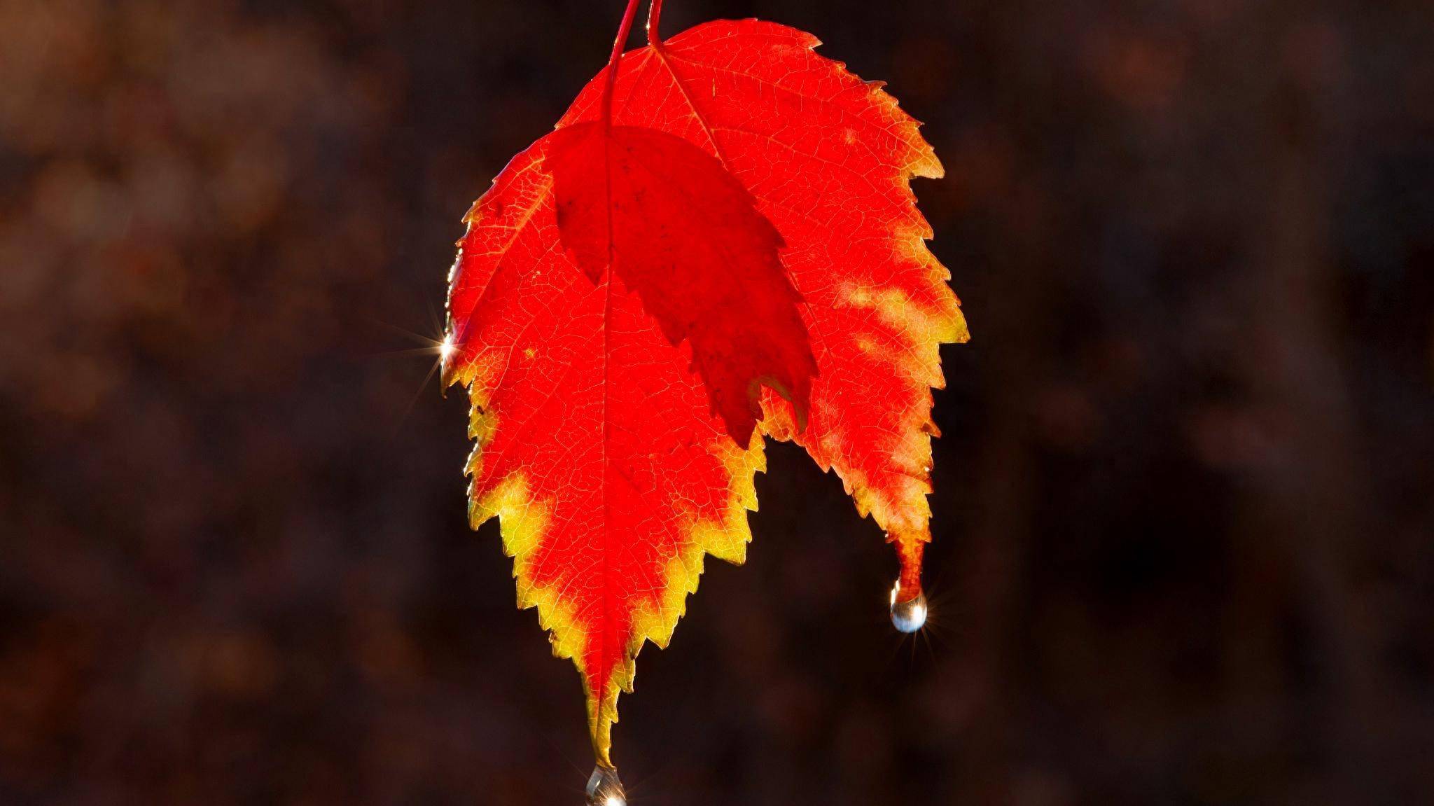 故乡,霜降时节写下一诗,蕴含哲理,读来令人心生平静_刺史_忠州_舍易求