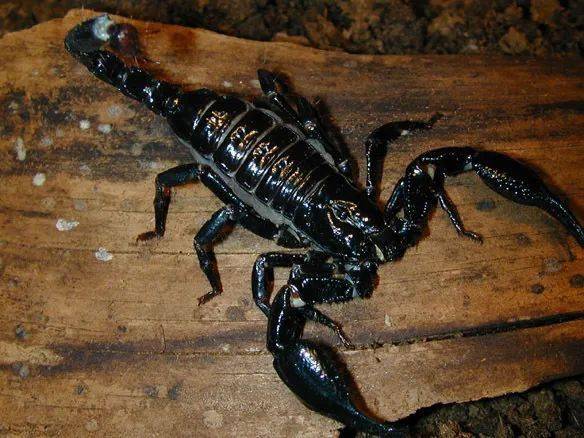 "异宠"知多少丨"五毒之首"