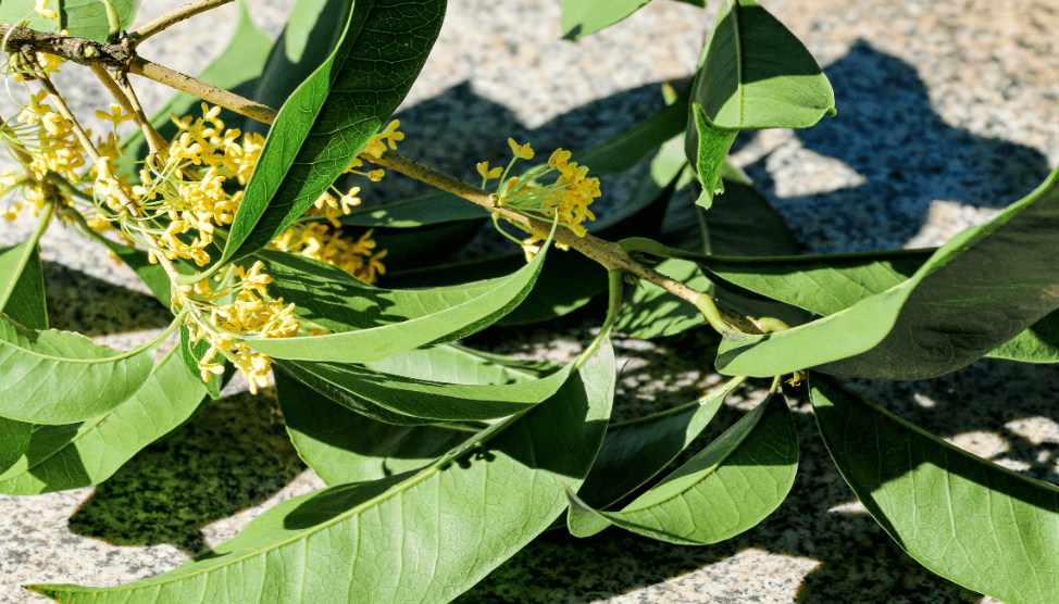 快来接住这泼天的"馥桂"!_温科上_桂花_传媒
