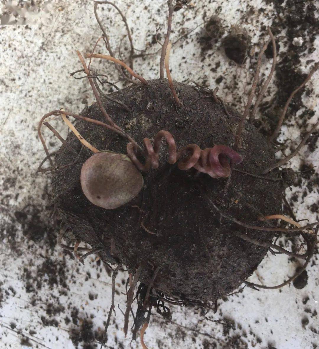 经过一个夏季的休眠,该如何"唤醒"仙客来?