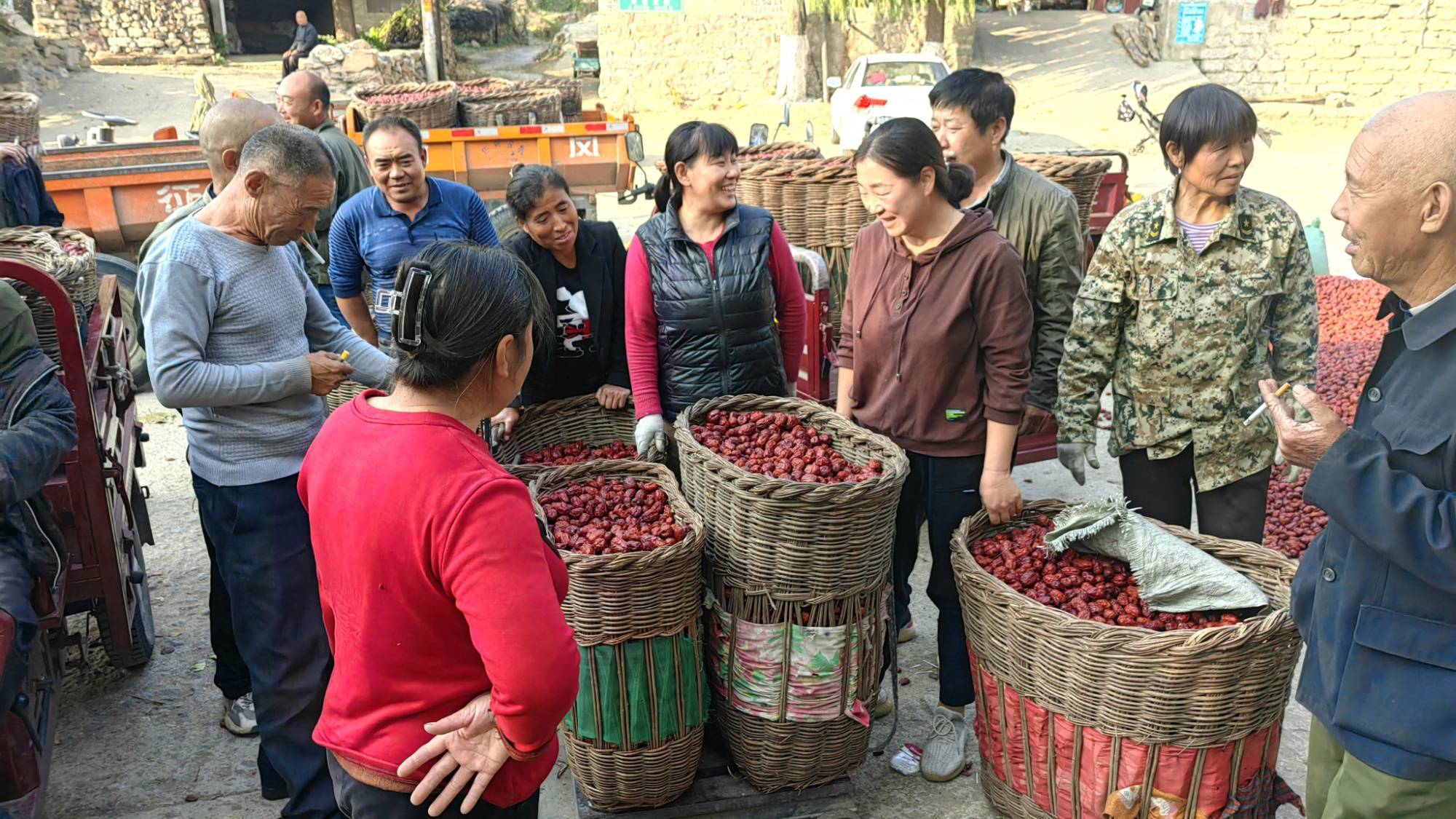 河北唐县:红枣丰收富乡民_枣农_陈静_羊角乡