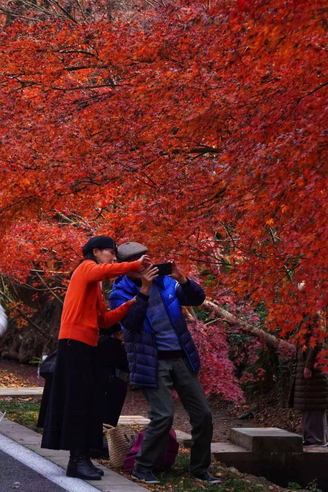 中山植物园北园交通:地铁2号线到苜蓿园下坐观光车进去门票:14元(南京