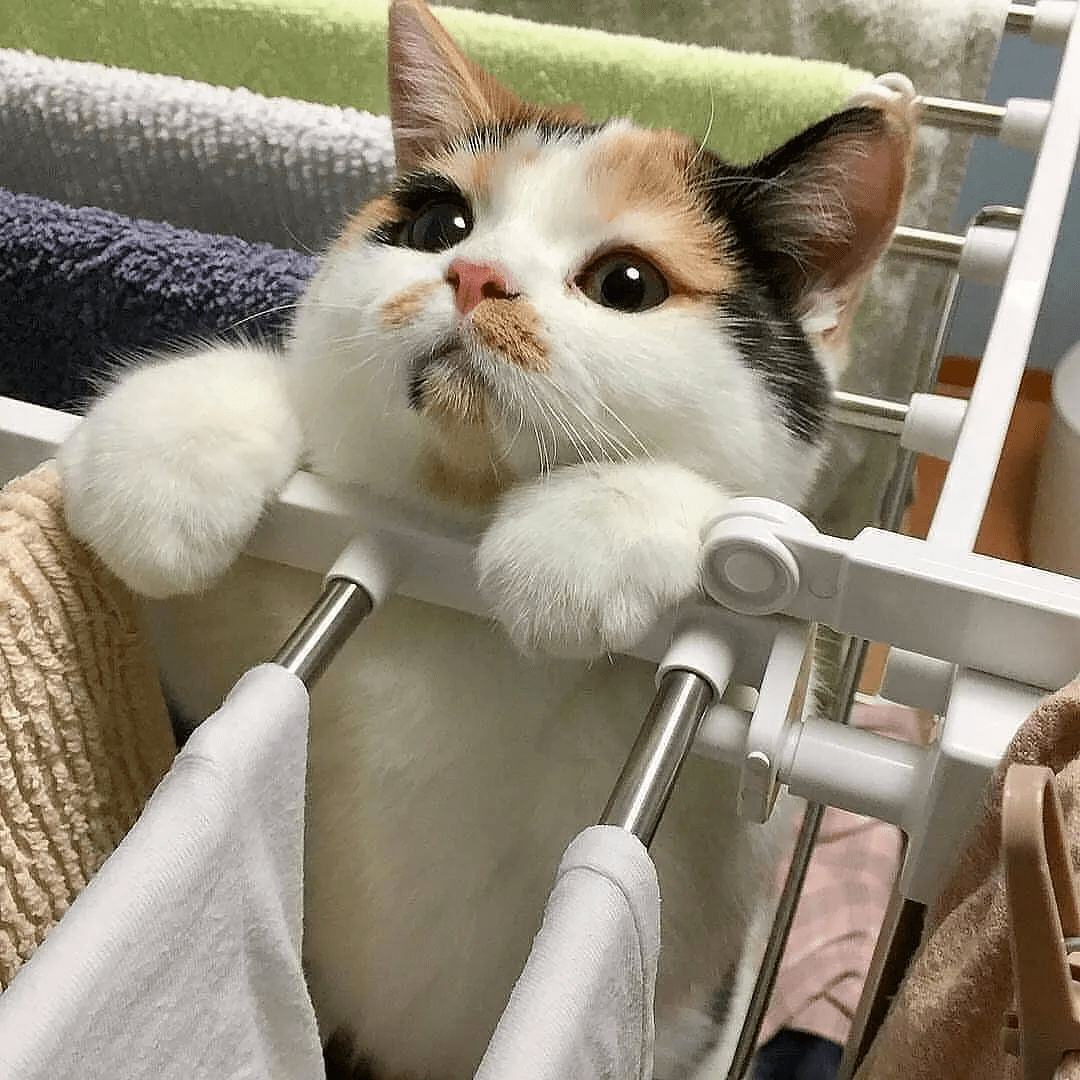 小姐姐穿三花外套出门,结果被猫追着屁股跑,猫:近视太