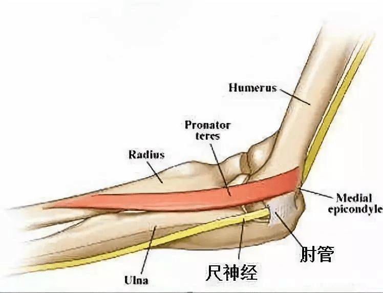 尺神经走行及分布图片图片