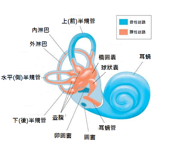 2个激活前庭系统的练习，优化运动表现_进行_身体_头部