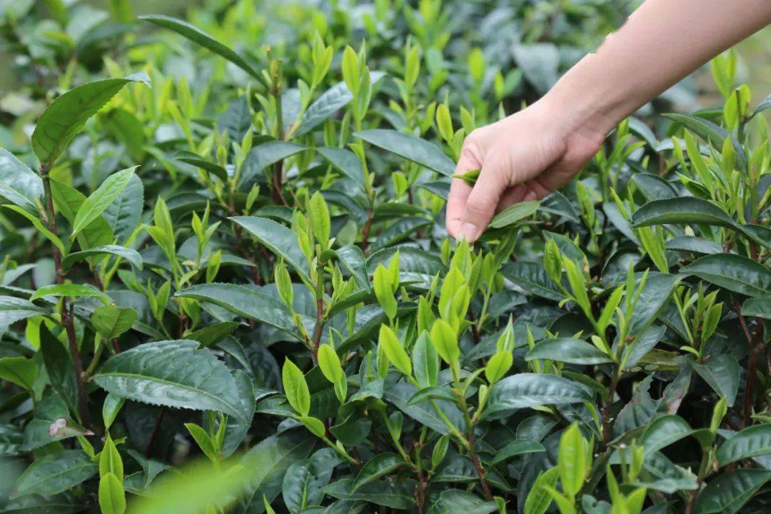 今天跟隨小赫茲的步伐走進這山間品茶香吧這是