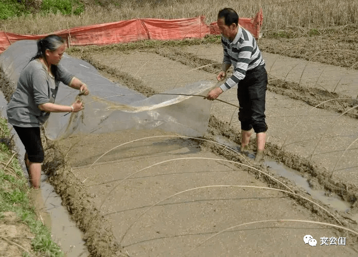 种育秧与拾秧——婺源种水稻农事(二)_秧苗_苗床_秧田