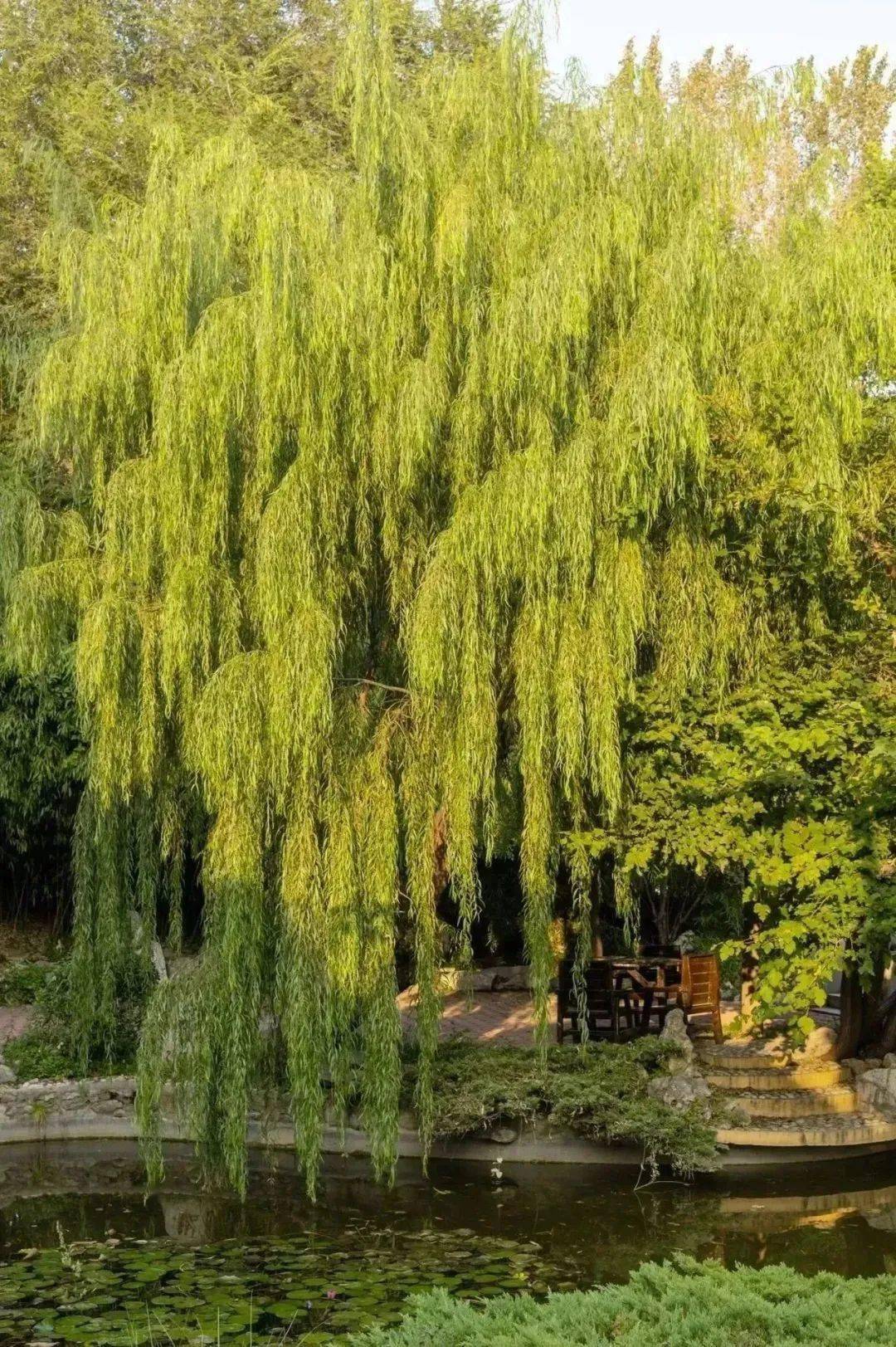动物篇喜鹊美名祥云喜鹊稀有度ssr技能喜上眉梢双喜临门是抓虫子