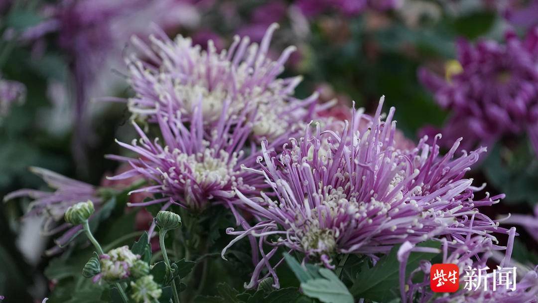 【视频】南京玄武湖公园,樱花绽放和菊花争奇斗艳_开花_春花_花柄