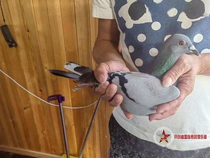 北京泰鑫鸽业-洪亚琴脚环号8393前两关综合第八名:飓鹰鸽舍-杨世杰脚