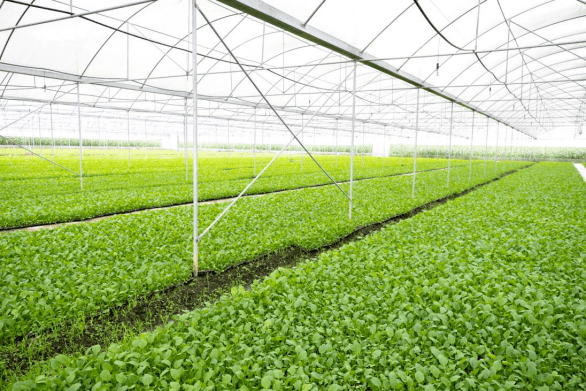 连州菜心奔向"百亿产业"_种植_发展_生产