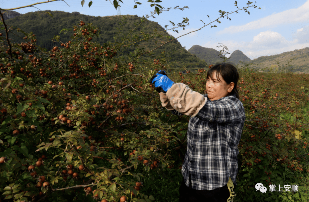 【媒体看普定】普定县马官镇金刺梨喜获丰收_种植_产业_杨恩元