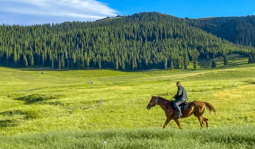 蓝天,白云,绿油油的草原五彩斑斓的成群花朵阳光肆意的洒在辽阔的草原