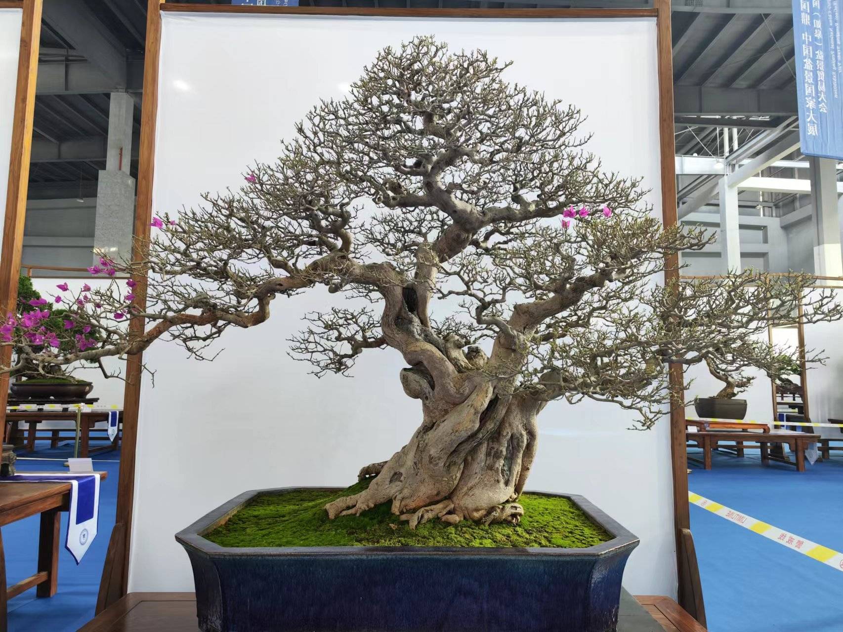 中国鼎——中国盆景国家大展首席大奖揭晓_如皋_金奖_技艺